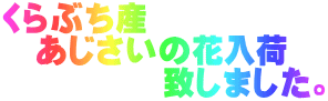 くらぶち産 　あじさいの花入荷 　　　　　致しました。